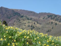Pré à jonquilles